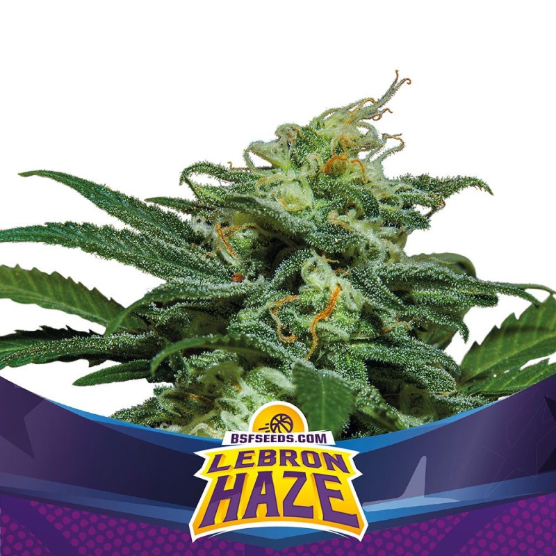 LEBRON HAZE XXL AUTO · BSF Seeds · cannabis samen · AutoFem