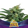 LEBRON HAZE XXL AUTO · BSF Seeds · cannabis samen · AutoFem