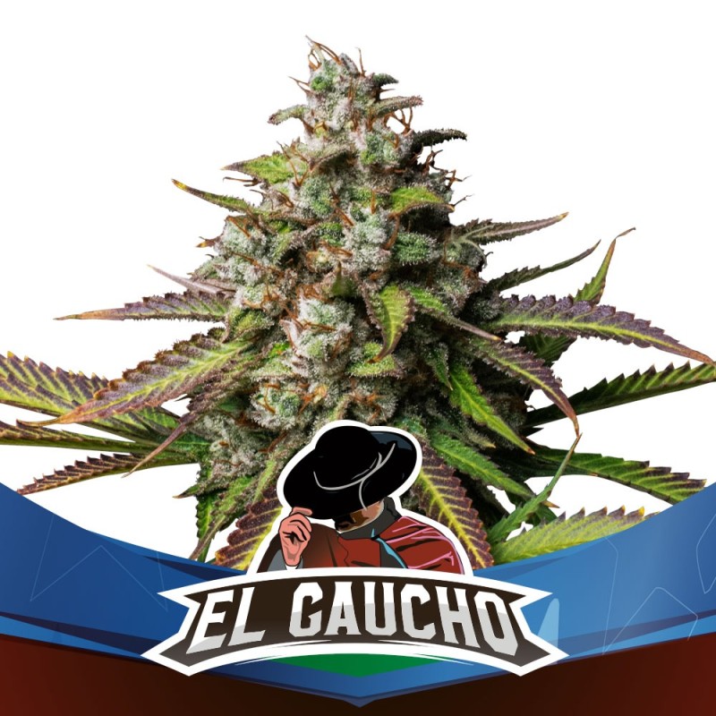 EL GAUCHO FAST VERSION · BSF Seeds · graines de cannabis · Fem