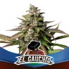 EL GAUCHO FAST VERSION · BSF Seeds · sementes de maconha · Fem