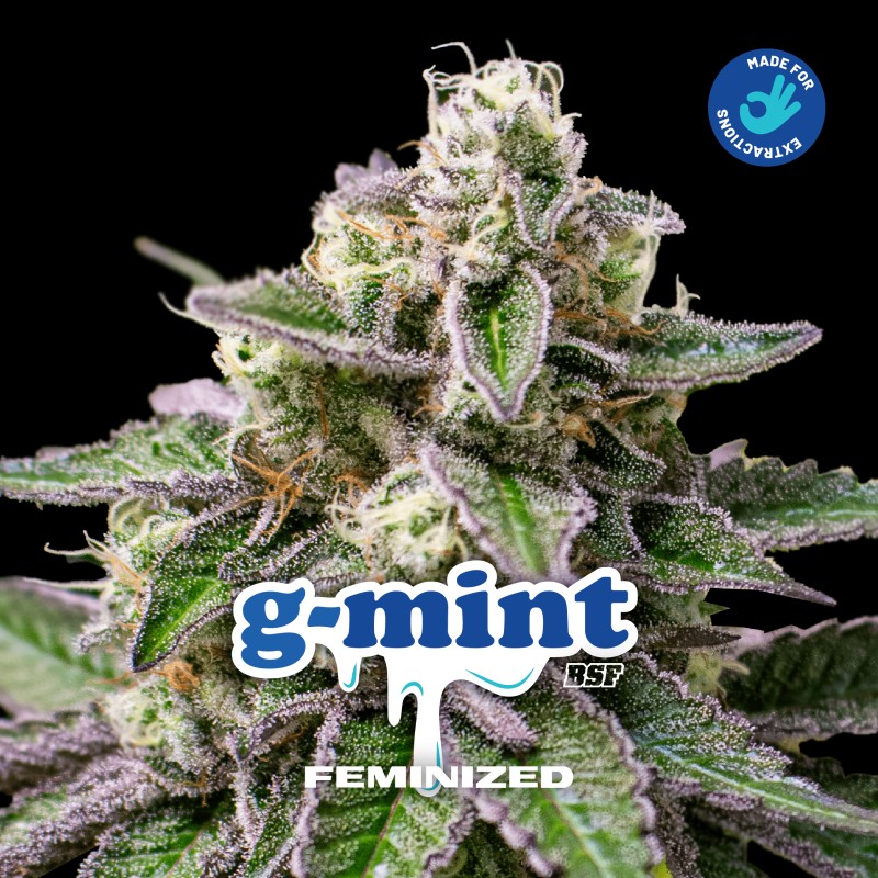 G- MINT · BSF Seeds · graines de cannabis · Fem