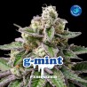 G- MINT · BSF Seeds · kenevir tohum · Fem