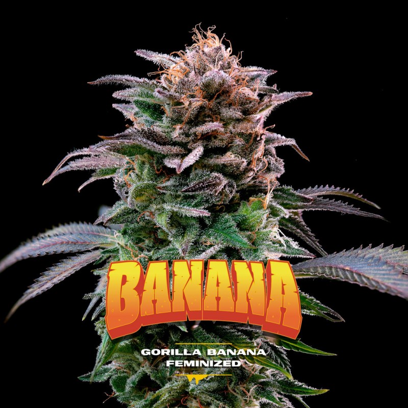 GORILLA BANANA · BSF Seeds · graines de cannabis · Fem