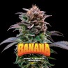 GORILLA BANANA · BSF Seeds · graines de cannabis · Fem