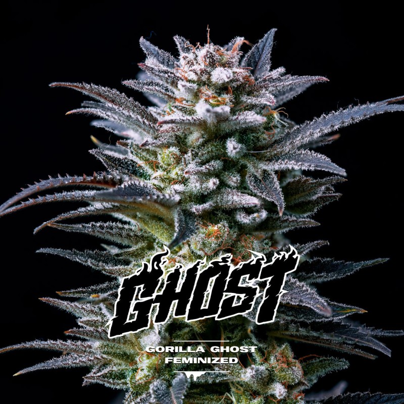 GORILLA GHOST · BSF Seeds · kaufen cannabis samen · Fem