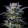 GORILLA GHOST · BSF Seeds · graines de cannabis · Fem
