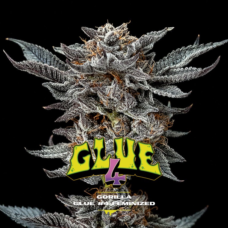 GORILLA GLUE 4 · BSF Seeds · graines de cannabis · Fem