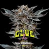 GORILLA GLUE 4 · BSF Seeds · graines de cannabis · Fem