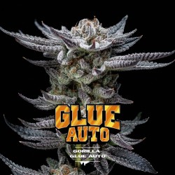 Gorilla Glue Auto – Autoflower Samen BSF Seeds