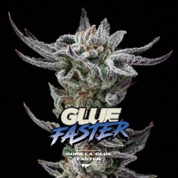 GORILLA GLUE FASTER · BSF...