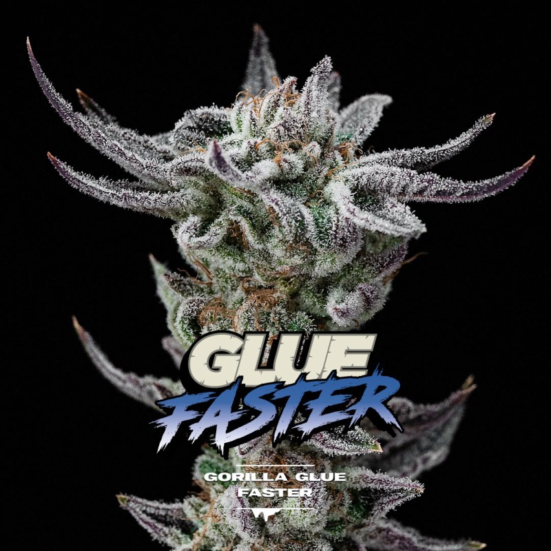 GORILLA GLUE FASTER · BSF Seeds · cannabis seeds · Fem