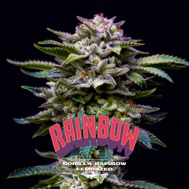 GORILLA RAINBOW · BSF Seeds · graines de cannabis · Fem