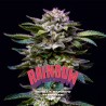 GORILLA RAINBOW · BSF Seeds · graines de cannabis · Fem