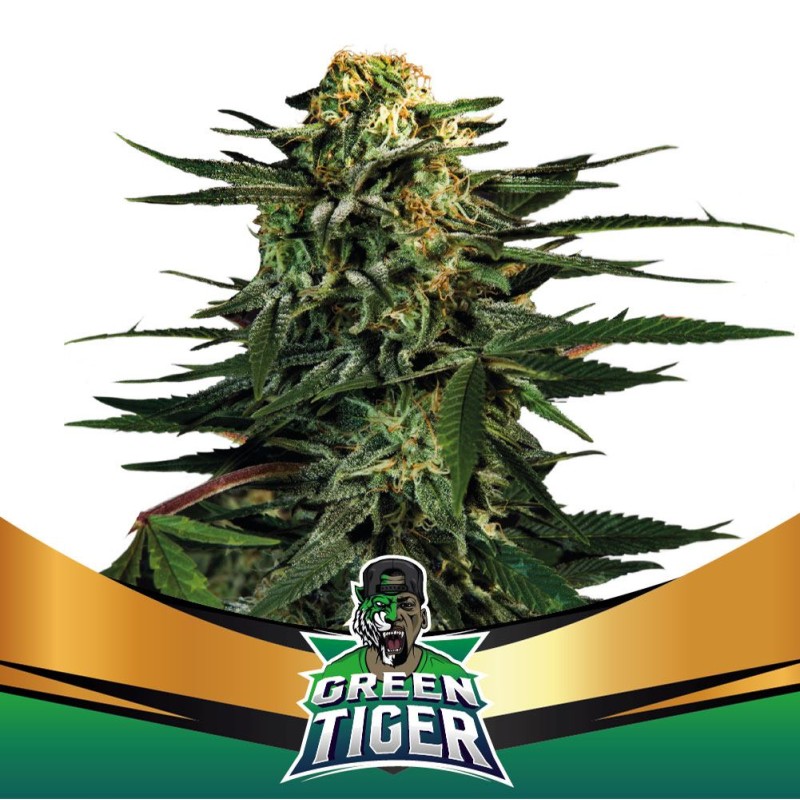 GREEN TIGER FAST VERSION · BSF Seeds · graines de cannabis · Fem