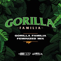 GORILLA FAMILIA FEMINIZED MIX · BSF Seeds · cannabis samen · Fem