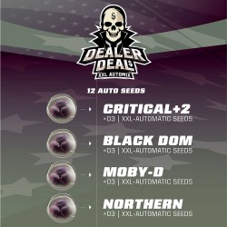 DEALER DEAL XXL AUTOMIX · BSF Seeds · cannabis samen · AutoFem