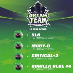 DREAM TEAM FEMINIZED MIX · BSF Seeds · cannabis samen · Fem