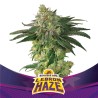 LEBRON HAZE · BSF Seeds · sementes de maconha · Fem
