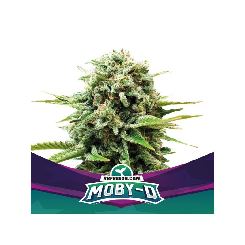 MOBY-D · BSF Seeds · graines de cannabis · Fem