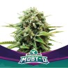MOBY-D · BSF Seeds · semillas de marihuana · Fem