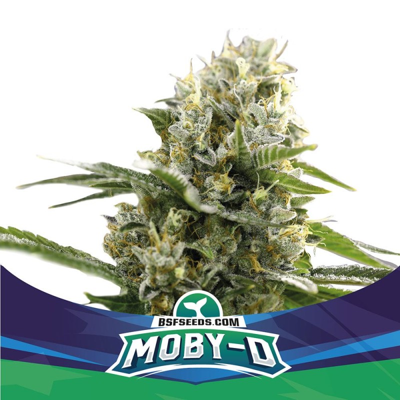 MOBY-D XXL AUTO · BSF Seeds · cannabis samen · AutoFem