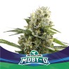 MOBY-D XXL AUTO · BSF Seeds · cannabis samen · AutoFem