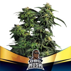 OBG KUSH FAST VERSION · BSF...