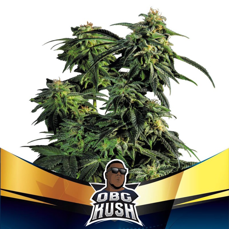 OBG KUSH FAST VERSION · BSF Seeds · semillas de marihuana · Fem