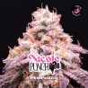 NICOLE PUNCH · BSF Seeds · cannabis samen · Fem
