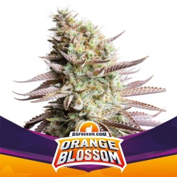 ORANGE BLOSSOM · BSF Seeds...