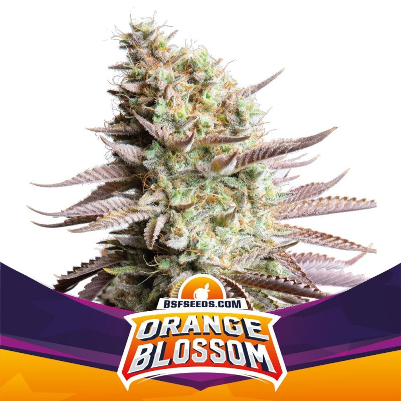 ORANGE BLOSSOM · BSF Seeds · kenevir tohum · Fem