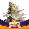 ORANGE BLOSSOM · BSF Seeds · semillas de marihuana · Fem