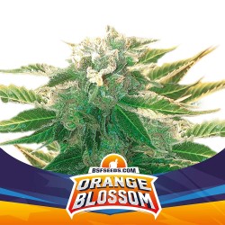ORANGE BLOSSOM XXL AUTO ·...