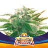 ORANGE BLOSSOM XXL AUTO · BSF Seeds · cannabis samen · AutoFem