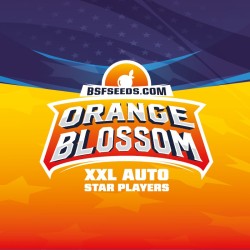 ORANGE BLOSSOM XXL AUTO · BSF Seeds · cannabis samen · AutoFem