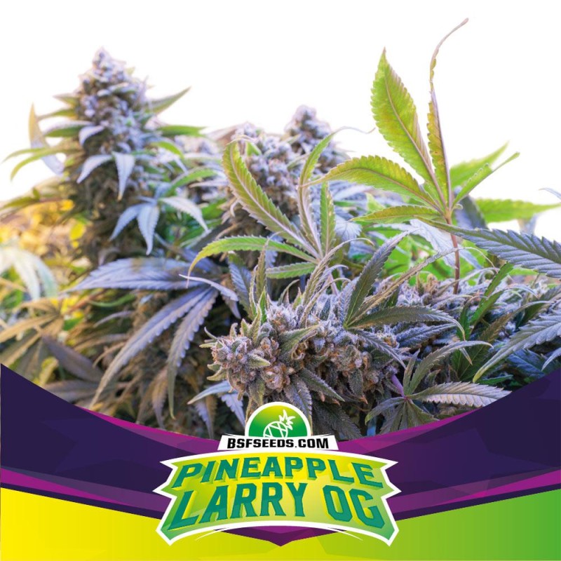 PINEAPPLE LARRY OG · BSF Seeds · semillas de marihuana · Fem