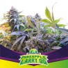 PINEAPPLE LARRY OG · BSF Seeds · kenevir tohum · Fem