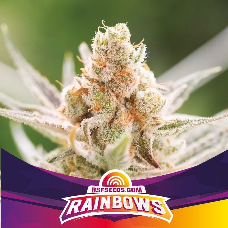 RAINBOWS · BSF Seeds · graines de cannabis · Fem