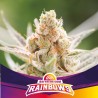 RAINBOWS · BSF Seeds · sementes de maconha · Fem