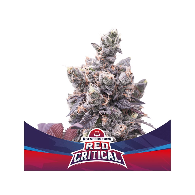RED CRITICAL AUTO · BSF Seeds ·  cannabis samen · AutoFem