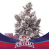 RED CRITICAL AUTO · BSF Seeds · kenevir tohum · AutoFem