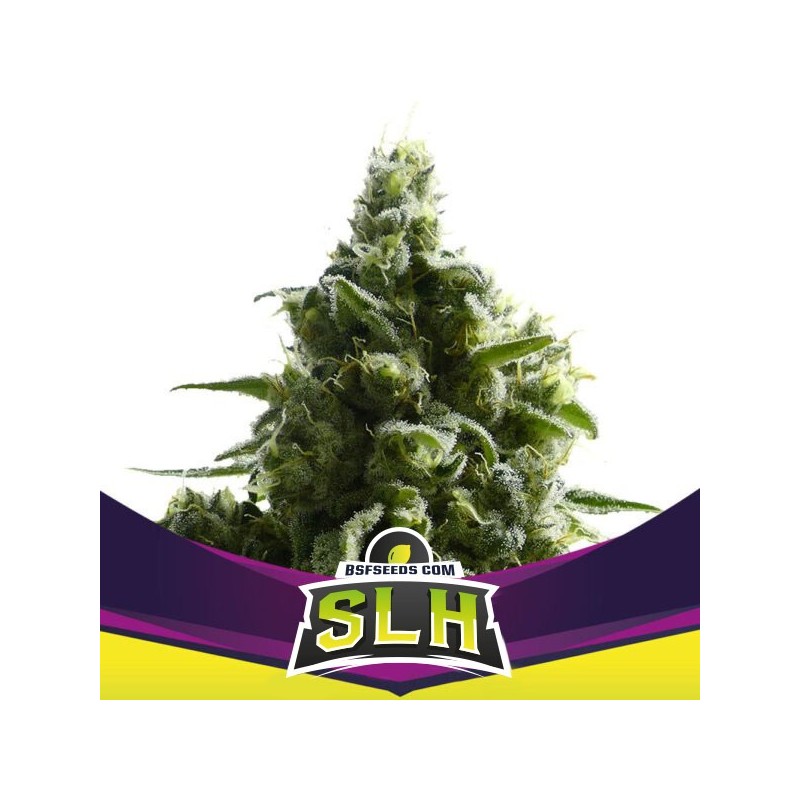 SLH - SUPER LEMON HAZE · BSF Seeds · sementes de maconha · Fem