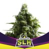 SLH - SUPER LEMON HAZE · BSF Seeds · sementes de maconha · Fem