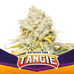 TANGIE · BSF Seeds ·...