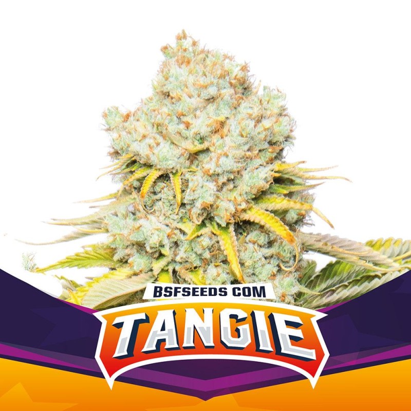 TANGIE · BSF Seeds · cannabis samen · Fem
