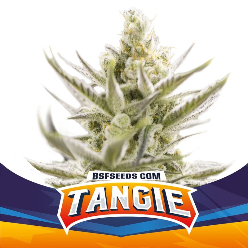 TANGIE XXL AUTO · BSF Seeds · cannabis samen · AutoFem