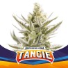 TANGIE XXL AUTO · BSF Seeds · cannabis samen · AutoFem
