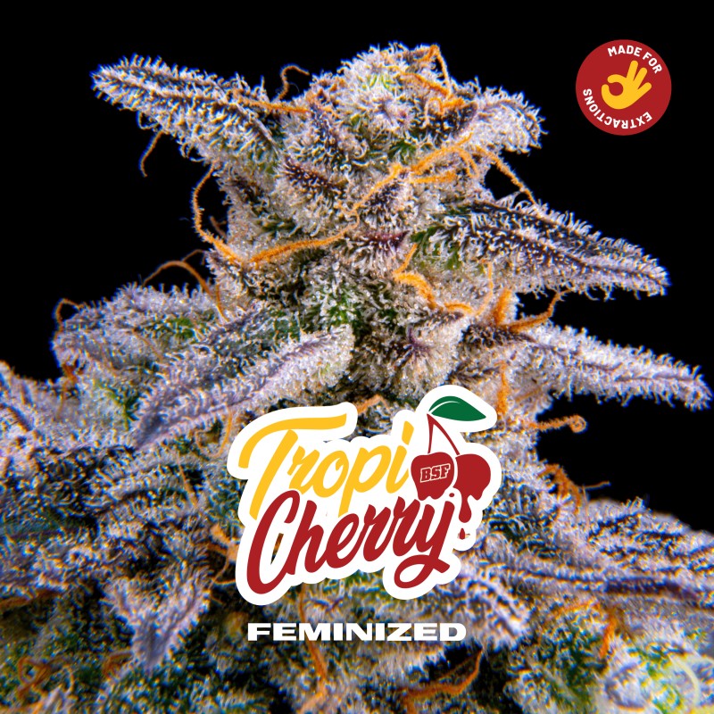 TROPICHERRY · BSF Seeds · kenevir tohum · Fem