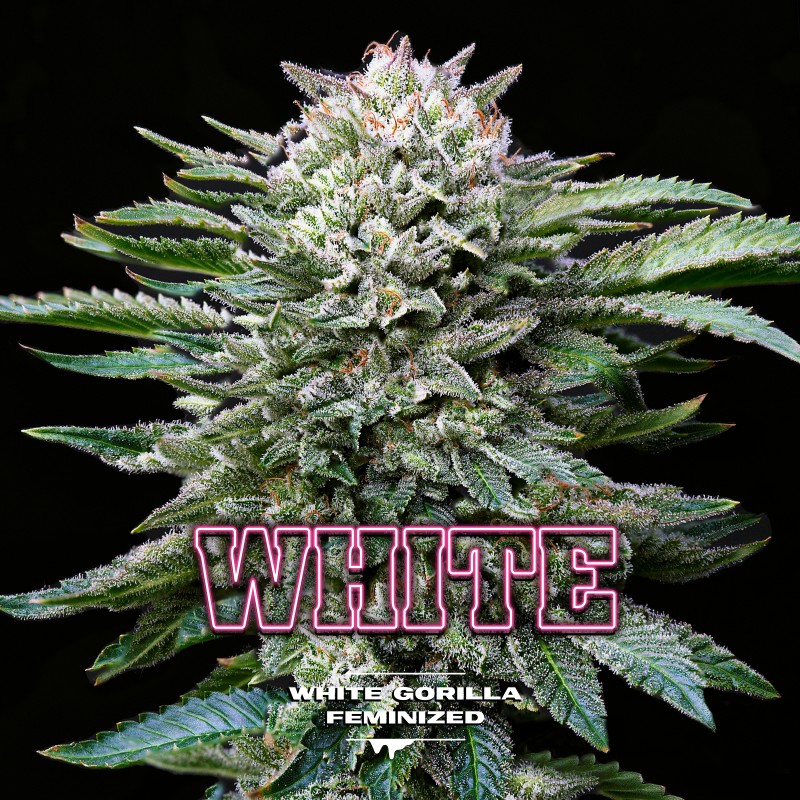 WHITE GORILLA · BSF Seeds · kenevir tohum · Fem