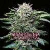 WHITE GORILLA · BSF Seeds · kenevir tohum · Fem